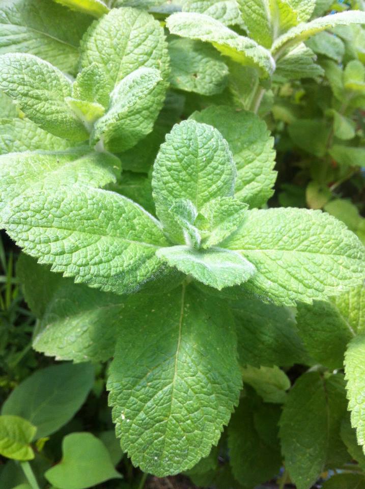 freshmint.jpg