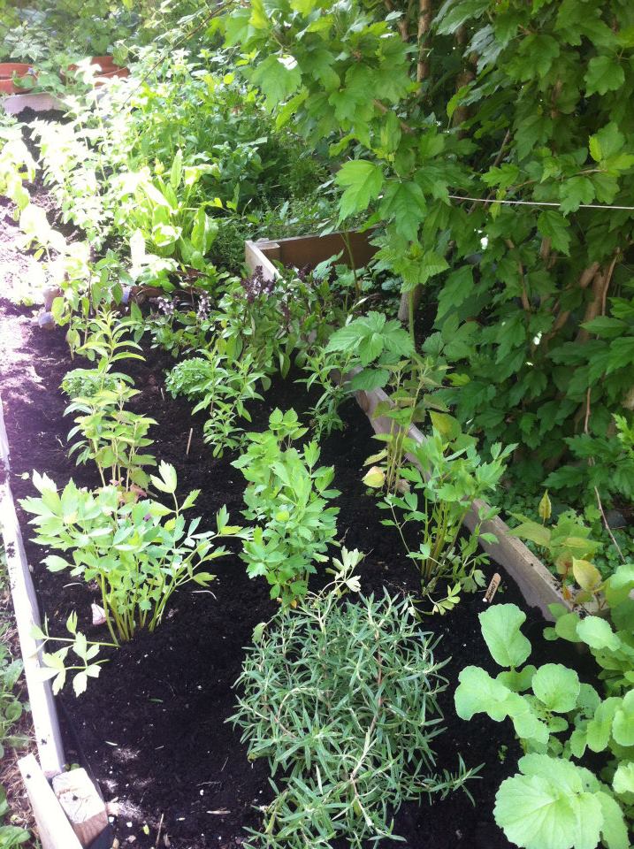 herbgarden.jpg
